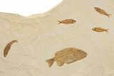 Green River Fossil Fish Mural with Mioplosus and Phareodus #295672-3